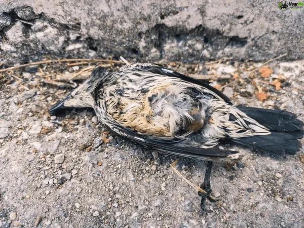 Dead Bird Removal Vernor