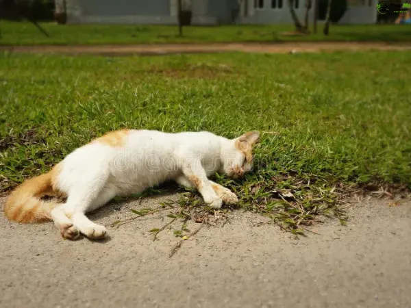 Dead Cat Removal Vernor