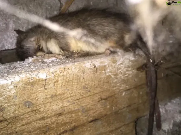 Dead Rat Removal Vernor